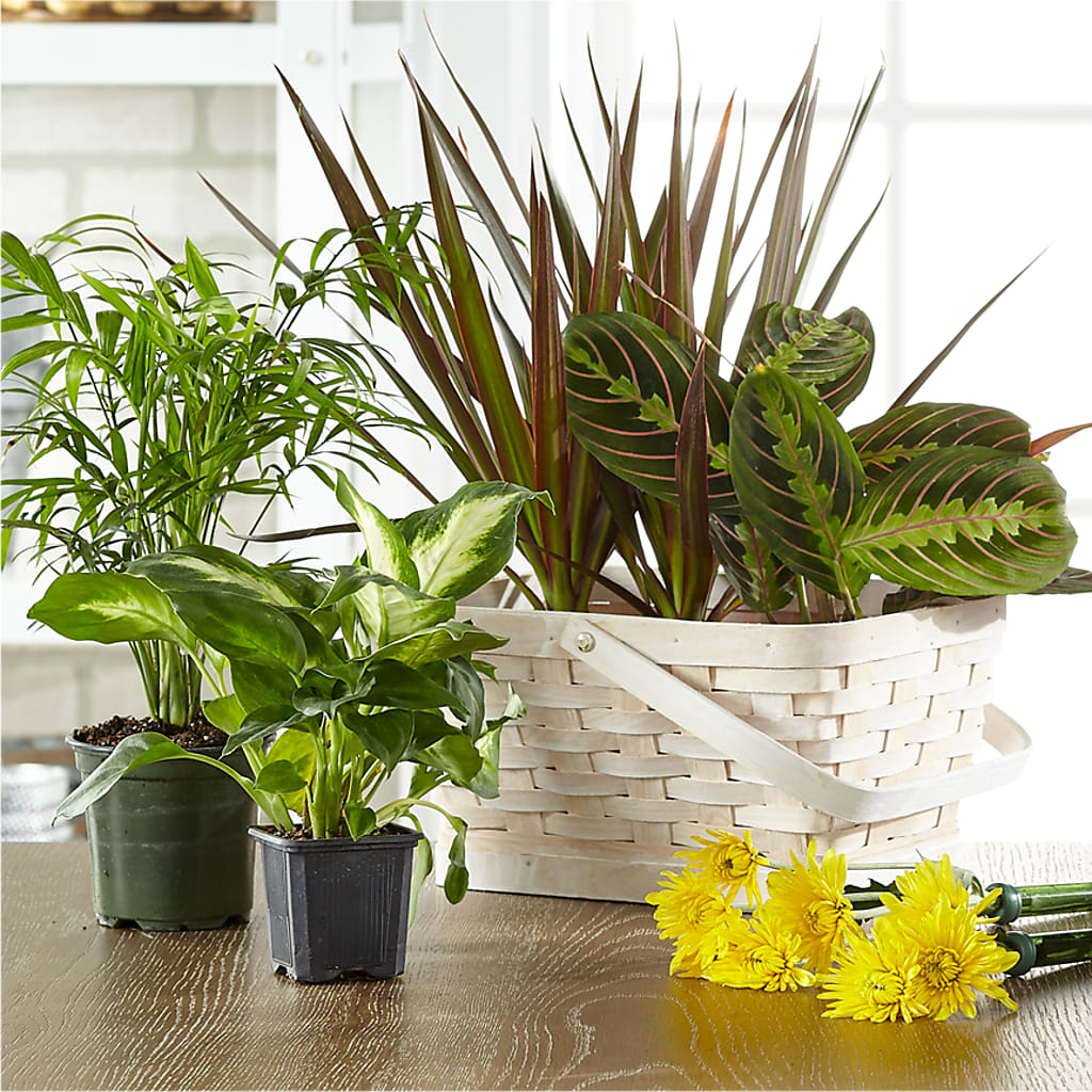 Florist Designed Blooming and Green Plants in a Basket – FLOWERS BY BAUERS & GREENHOUSE, Jarrettsville MD