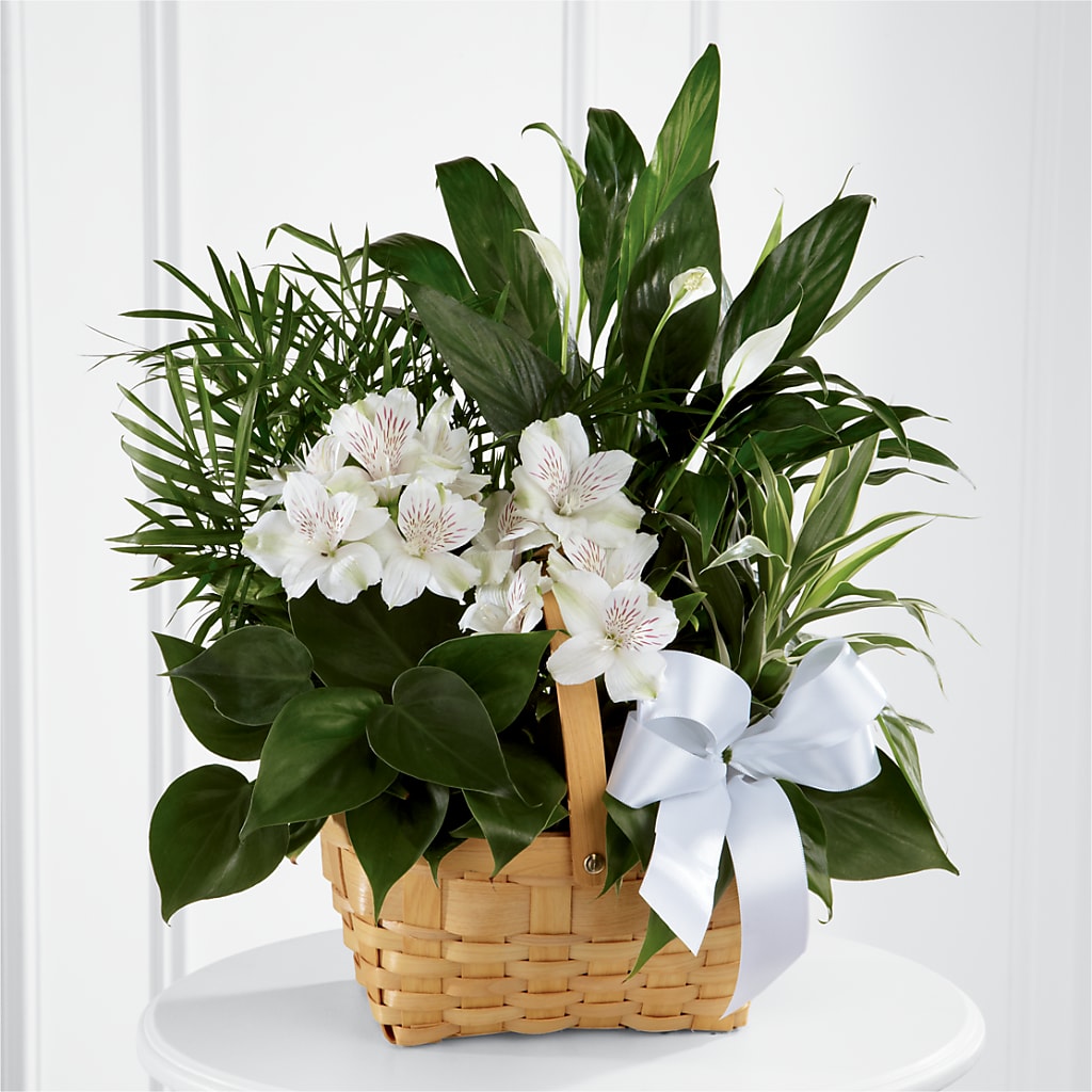 Peace & Serenity Dishgarden – FLOWERS BY BAUERS & GREENHOUSE, Jarrettsville MD