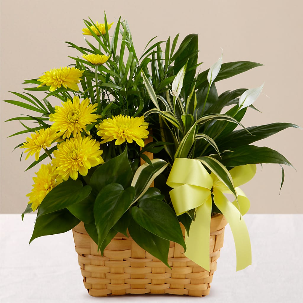 Loving Light Dishgarden – FLOWERS BY BAUERS & GREENHOUSE, Jarrettsville MD