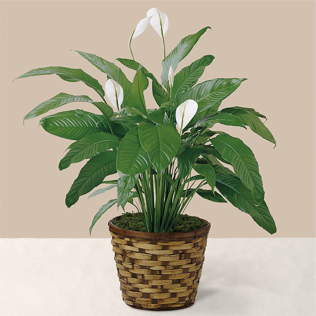 Tranquil Moments Peace Lily Plant – FLOWERS BY BAUERS & GREENHOUSE, Jarrettsville MD
