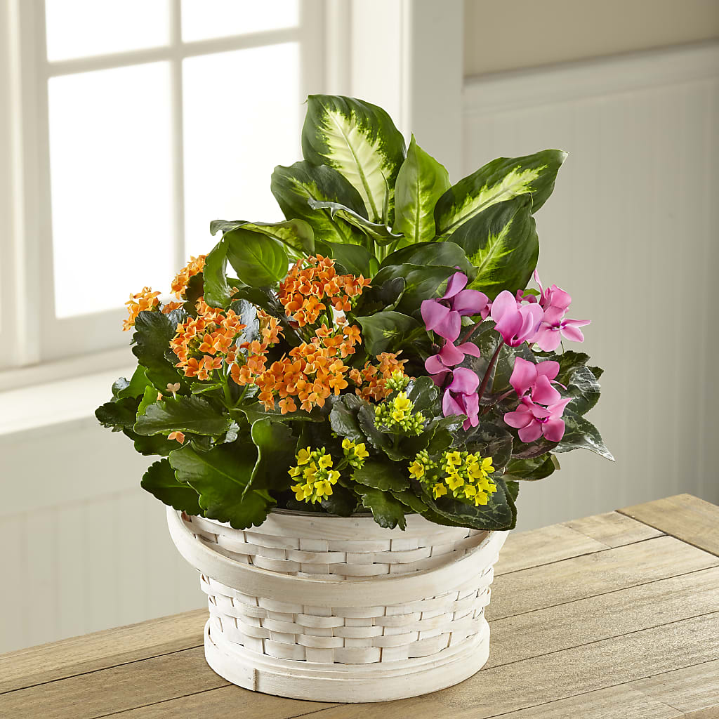 Color Crush Dishgarden – FLOWERS BY BAUERS & GREENHOUSE, Jarrettsville MD