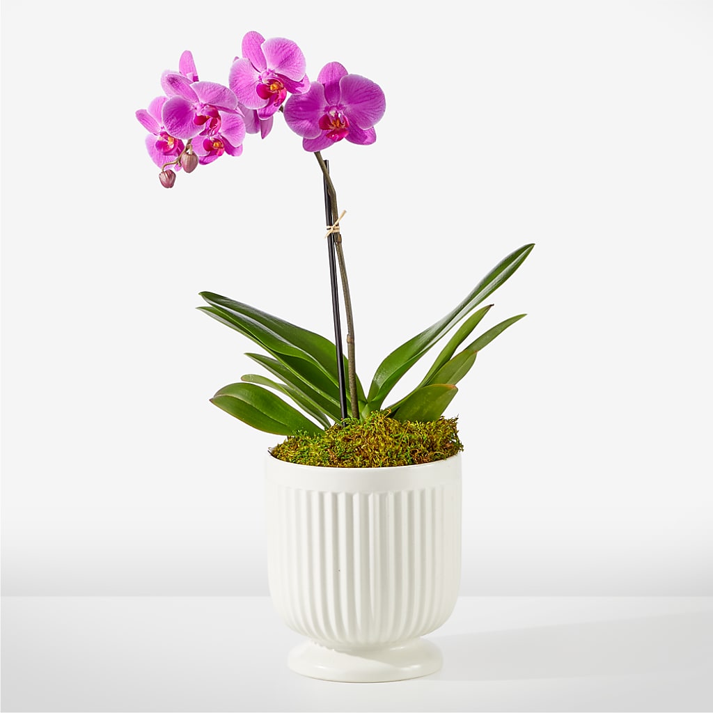 Friendly Fuchsia Orchid – FLOWERS BY BAUERS & GREENHOUSE, Jarrettsville MD