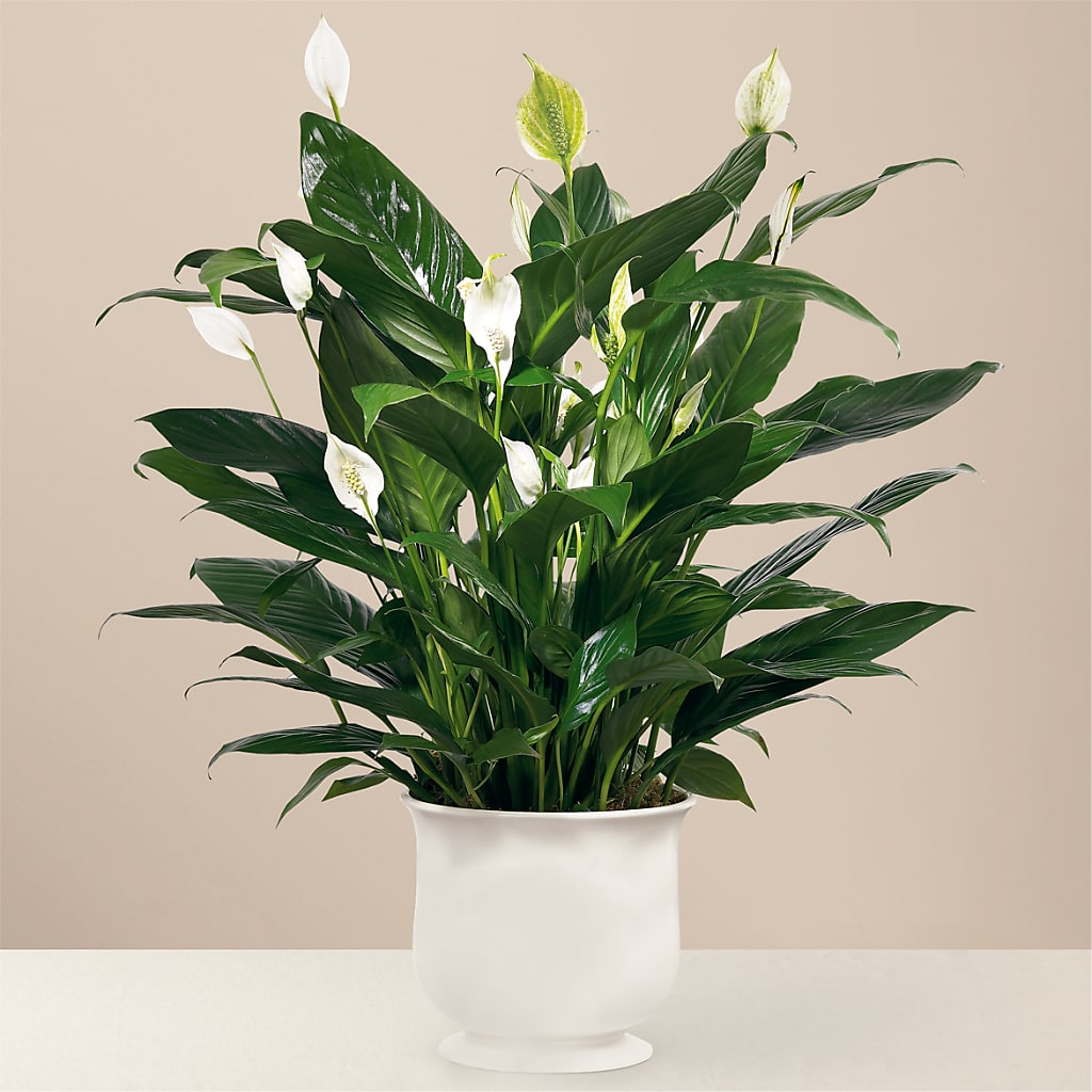 Comfort Planter – FLOWERS BY BAUERS & GREENHOUSE, Jarrettsville MD