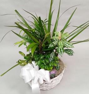 Flowers by Bauers 10 inch Basket Dish Garden – FLOWERS BY BAUERS & GREENHOUSE, Jarrettsville MD
