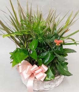 Flowers by Bauers 12 inch Dish Garden – FLOWERS BY BAUERS & GREENHOUSE, Jarrettsville MD