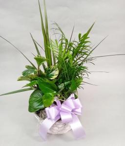 Flower by Bauers 8 inch Basket Dish Garden – FLOWERS BY BAUERS & GREENHOUSE, Jarrettsville MD