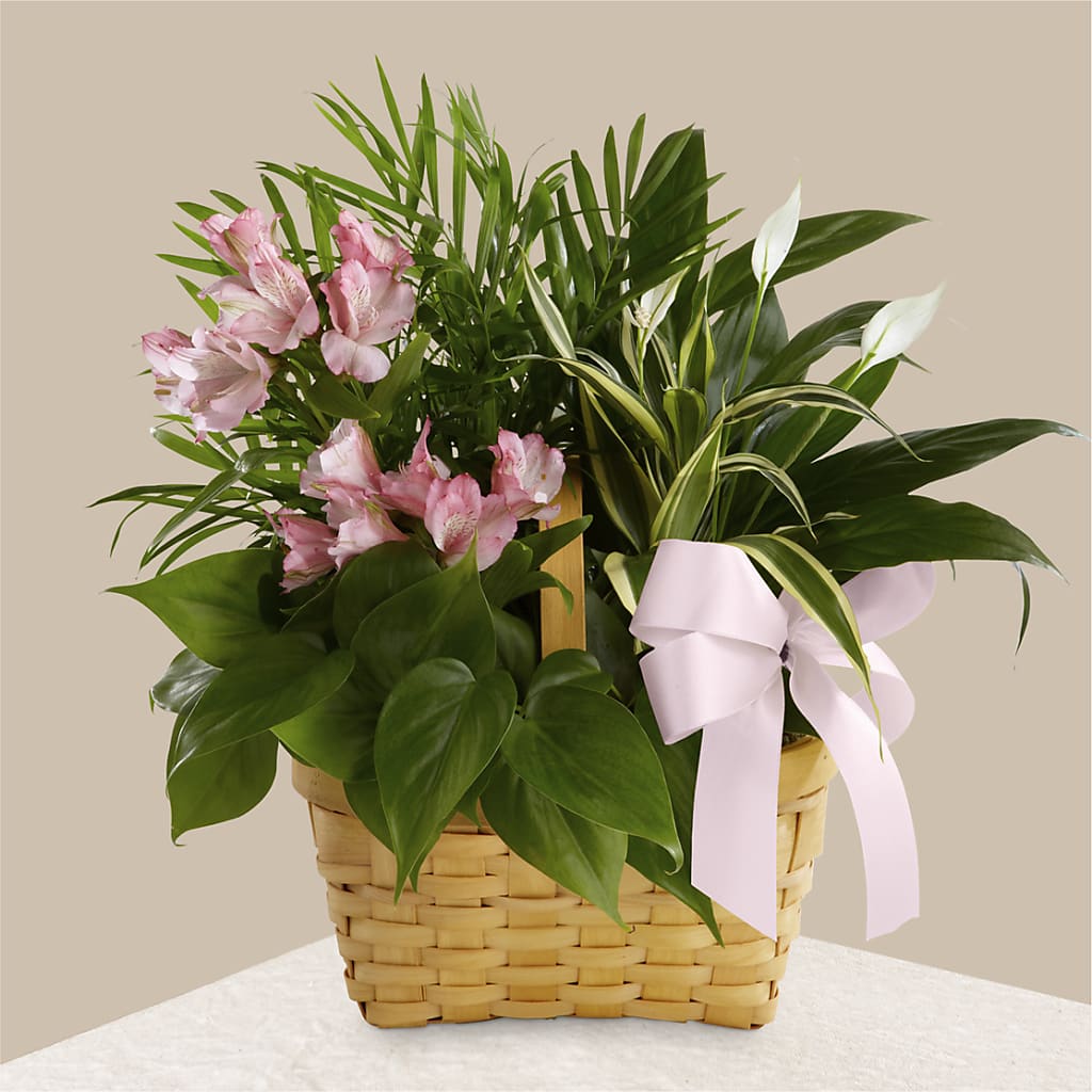 Living Spirit Dishgarden – FLOWERS BY BAUERS & GREENHOUSE, Jarrettsville MD
