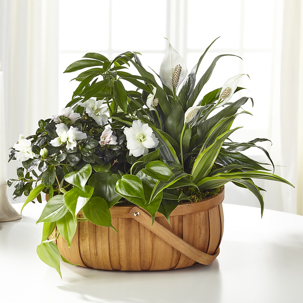 Serene Dishgarden – FLOWERS BY BAUERS & GREENHOUSE, Jarrettsville MD