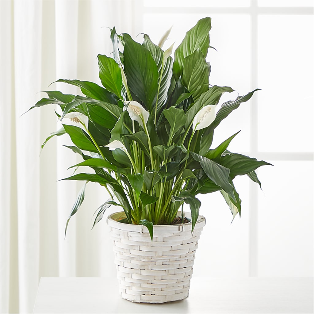 A New Leaf Peace Lily – FLOWERS BY BAUERS & GREENHOUSE, Jarrettsville MD
