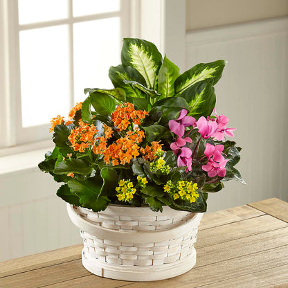 Color Crush Dishgarden – FLOWERS BY BAUERS & GREENHOUSE, Jarrettsville MD