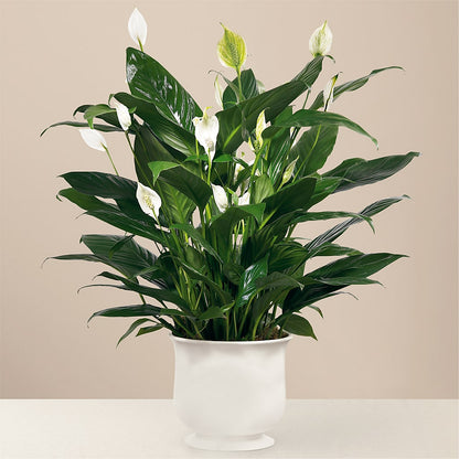 Comfort Planter – FLOWERS BY BAUERS & GREENHOUSE, Jarrettsville MD