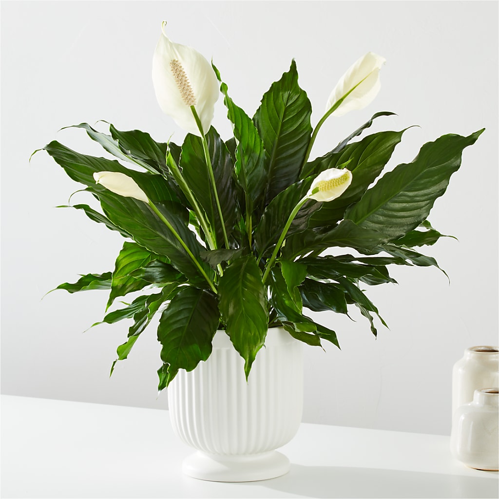 Comfort Planter – FLOWERS BY BAUERS & GREENHOUSE, Jarrettsville MD