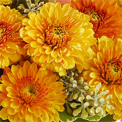Peachy Pumpkin – FLOWERS BY BAUERS & GREENHOUSE, Jarrettsville MD