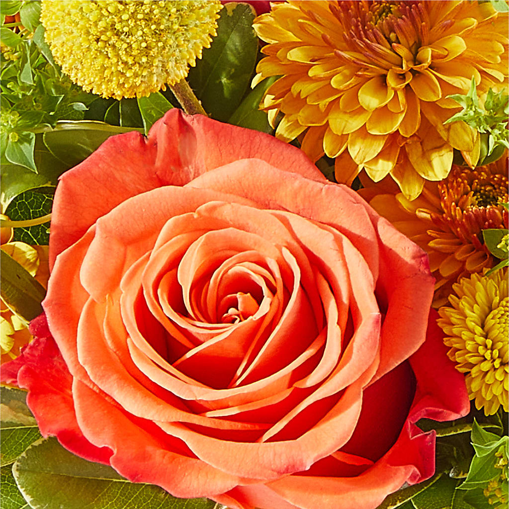 Gourdgeous Pumpkin – FLOWERS BY BAUERS & GREENHOUSE, Jarrettsville MD