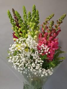 Greenhouse Pick of the Week – FLOWERS BY BAUERS & GREENHOUSE, Jarrettsville MD