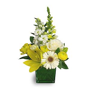 Fresh Lemon Lime Pick Of The Day! Color Cube – FLOWERS BY BAUERS & GREENHOUSE, Jarrettsville MD