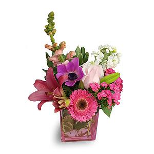 Fresh Pink Lemonade Pick Of The Day! Color Cube – FLOWERS BY BAUERS & GREENHOUSE, Jarrettsville MD