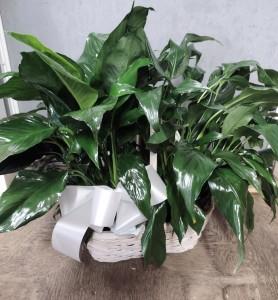 Double Peace Lily Basket – FLOWERS BY BAUERS & GREENHOUSE, Jarrettsville MD