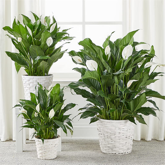 A New Leaf Peace Lily – FLOWERS BY BAUERS & GREENHOUSE, Jarrettsville MD
