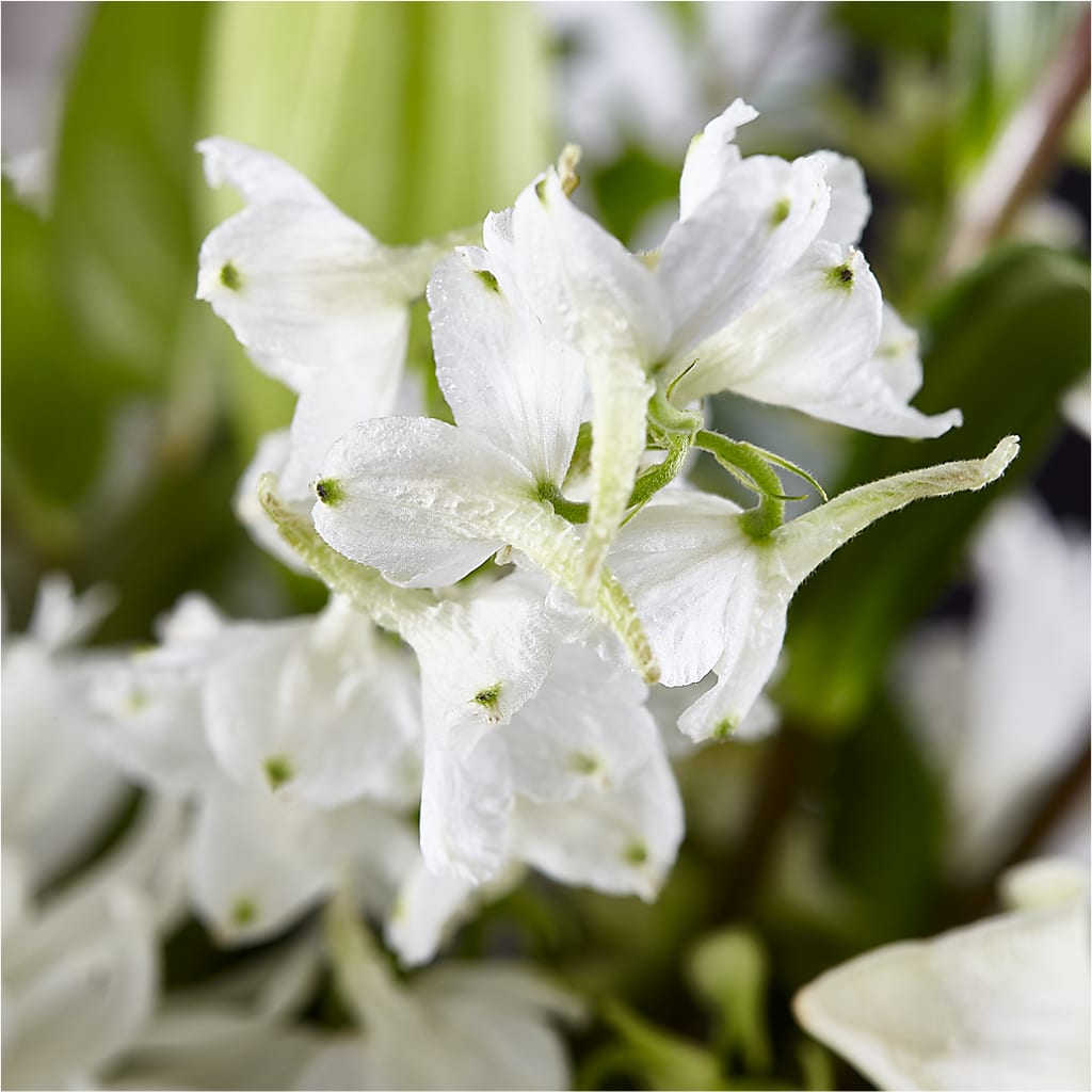 Classic Ivory – A Florist Original – FLOWERS BY BAUERS & GREENHOUSE, Jarrettsville MD