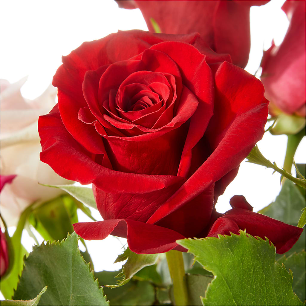 Love Notes Rose Bouquet – FLOWERS BY BAUERS & GREENHOUSE, Jarrettsville MD