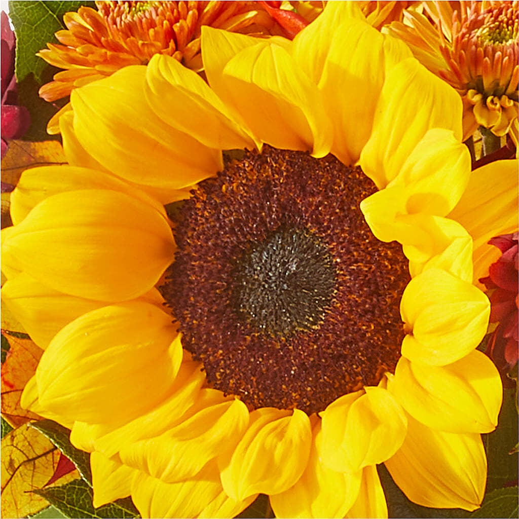 Sunny Side Bouquet – FLOWERS BY BAUERS & GREENHOUSE, Jarrettsville MD