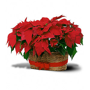 Flowers By Bauers Double Poinsettia Basket